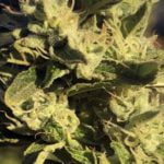 Sweeties Strain Marijuana Plant