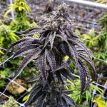 Tropic Truffle Marijuana Strain