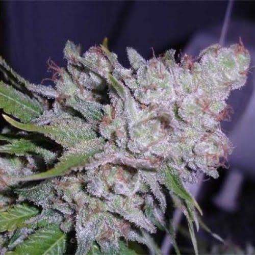 White Berry Strain Marijuana Plant