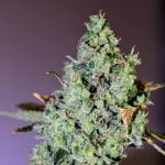 Blue Hawaiian Strain Marijuana Plant