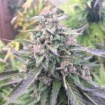 Blue Mystic Strain Marijuana Plant