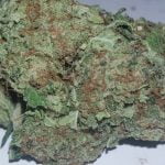Blueberry AK Strain Marijuana Plant
