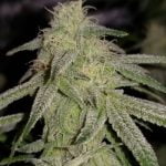 Bluniverse Strain Marijuana Plant