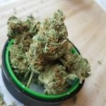 Bodega Bubblegum Strain Marijuana Plant