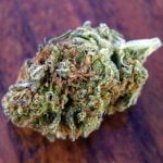 Dutch Hawaiian Strain Marijuana Plant