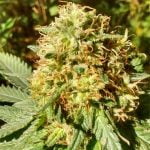Grapefruit Kush Strain Marijuana Plant