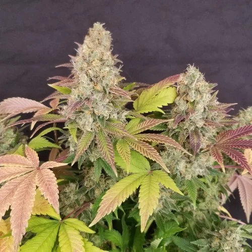 Mango Tango Marijuana Strain