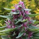 Pink Panther Strain Marijuana Plant