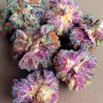 Purple Candy Strain Marijuana Plant