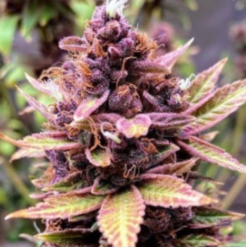 Purple Dragon Marijuana Strain