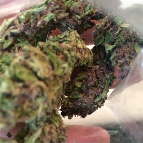 Purple Passion Strain Marijuana Plant
