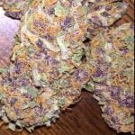 Purple Tangie Strain Marijuana Plant