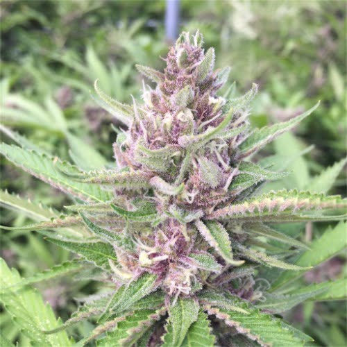Purple Tangie Marijuana Strain