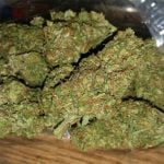 Sour Candy Strain Marijuana Plant