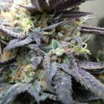 Sugar Breath Strain Marijuana Plant