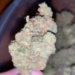 Triangle Mints Strain Marijuana Plant