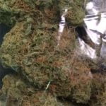 White Gorilla Strain Marijuana Plant