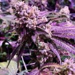 Purple Sunset Strain Marijuana Plant