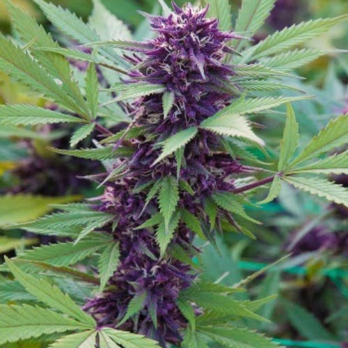 Purple Sunset Marijuana Strain