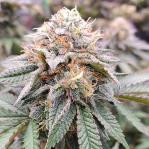 Bacio Gelato Strain | Bacio Gelato Seeds From