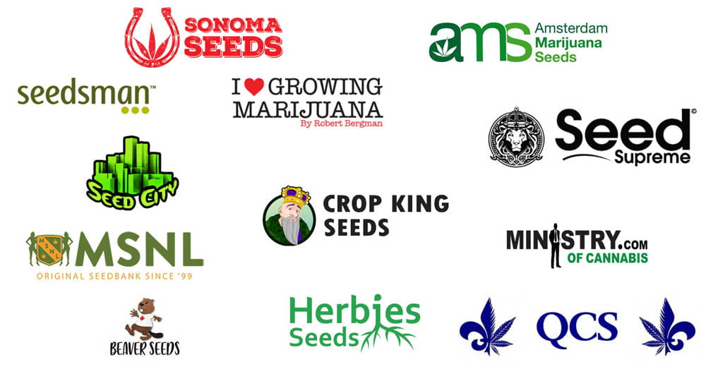 best cannabis seed breeders
