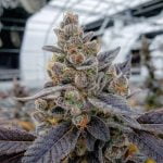 Chem Cookies Strain Marijuana Plant