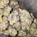 Crystal Coma Strain Marijuana Plant