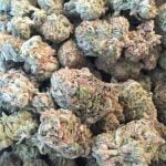 Dark Side of the Moon Strain Marijuana Plant