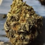 Death Bubba Strain Marijuana Plant