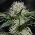 Hashberry Strain Marijuana Plant