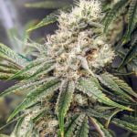 Lilac Cookies Marijuana Strain