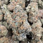 Lilac Cookies Strain Marijuana Plant