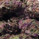 Purple Ice Strain Marijuana Plant