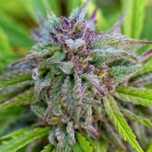 Purple Ice Marijuana Strain