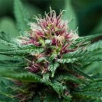 Purple Thai Strain Marijuana Plant