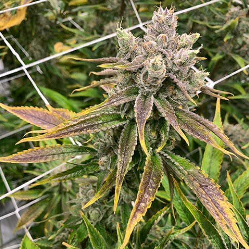 Purple Thai Marijuana Strain