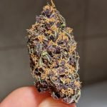 Purple Unicorn Bud