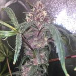 Purple Unicorn Strain Marijuana Plant