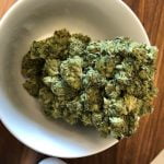 Sour Dubb Strain Marijuana Plant