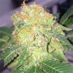 Willie Nelson Strain Marijuana Plant