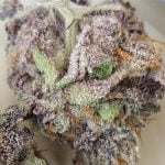 Blackberry Cream Strain Marijuana Plant