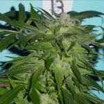 Blue God Strain Marijuana Plant