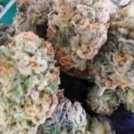 Blueberry Blast Strain Marijuana Plant