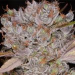 Bob Saget Strain Marijuana Plant