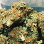 California Orange Strain Marijuana Plant