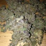 Dragon's Breath Strain Marijuana Plant