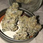 KoKo Puffs Strain Marijuana Plant