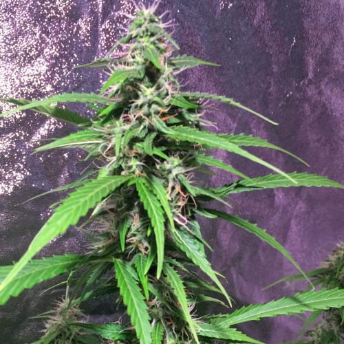 Purple Power Marijuana Strain