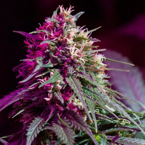Purple Skunk Marijuana Strain
