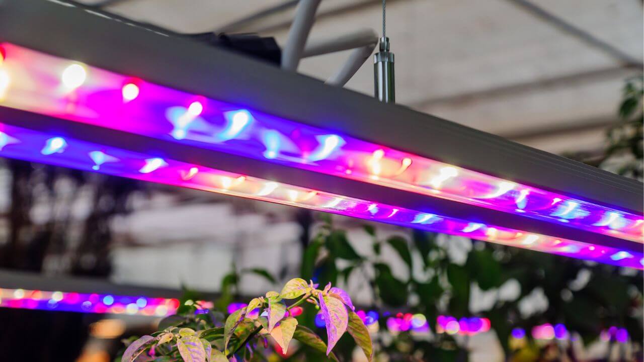 Vivosun Grow Light Featured Image